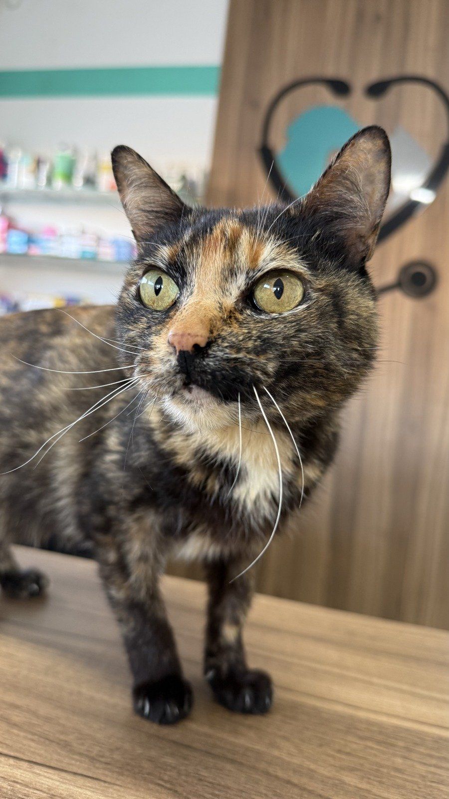 Gata escaminha em cima do balcão do Centro Médico Veterinário Le Petit
